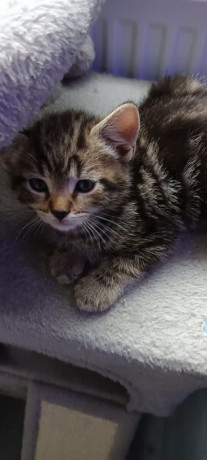 british-shorthairblack-ghost-tabbys-big-3