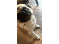 miniature-frenchie-35-years-female-small-2