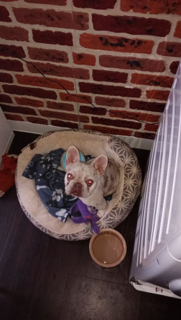 miniature-frenchie-35-years-female-big-0