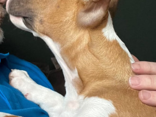 english-bull-terrier