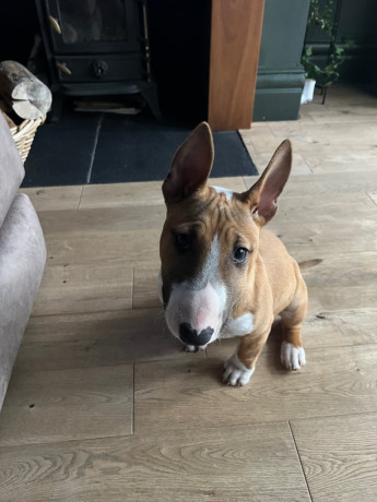 english-bull-terrier-big-1