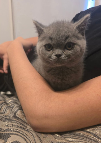 gorgeous-beautifully-british-short-hair-kittens-big-0