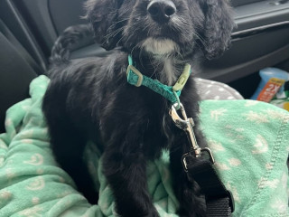 stunning-cockapoo-rehoming