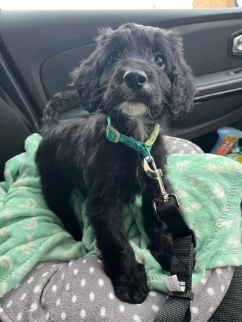 stunning-cockapoo-rehoming-big-0