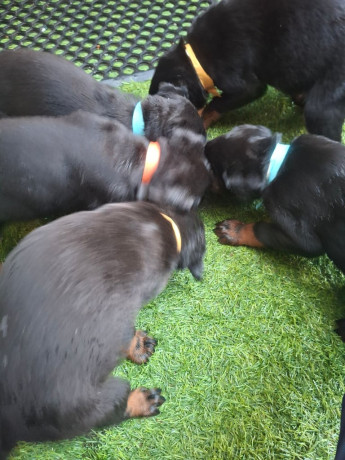 rottweilerdoberman-puppies-for-sale-big-1