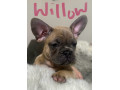 last-little-frenchie-x-pug-girl-ready-for-their-forever-home-small-1