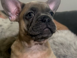 last-little-frenchie-x-pug-girl-ready-for-their-forever-home