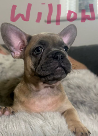 last-little-frenchie-x-pug-girl-ready-for-their-forever-home-big-0