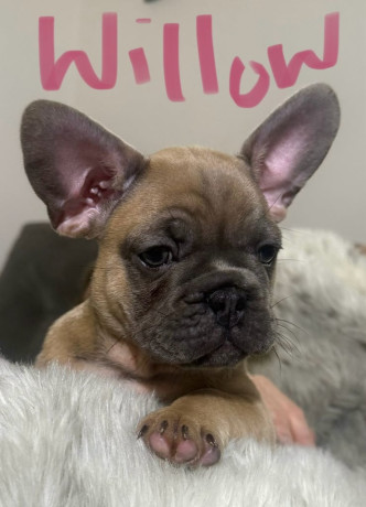 last-little-frenchie-x-pug-girl-ready-for-their-forever-home-big-1