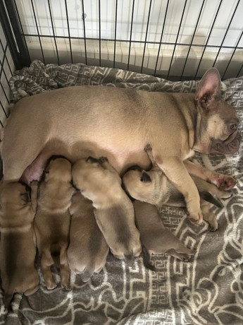 last-little-frenchie-x-pug-girl-ready-for-their-forever-home-big-2