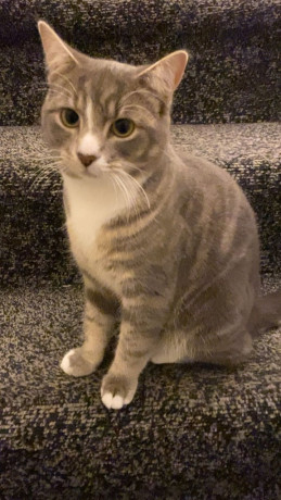 sadly-rehoming-my-two-lovely-cats-big-1