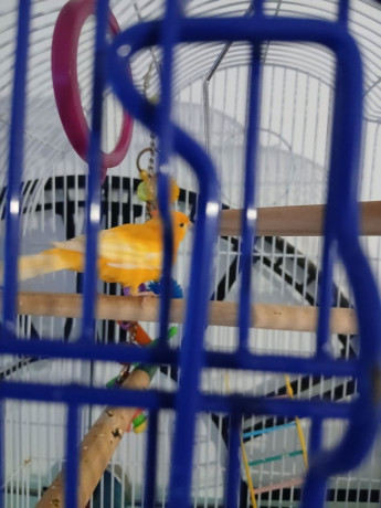 large-dog-crate-big-2