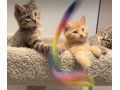 kittens-ready-small-1