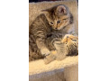 kittens-ready-small-2