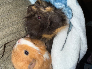 2-female-guinea-pigs