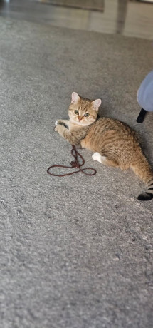 british-shorthair-big-3