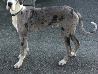 merle-great-dane-exceptional-bloodline