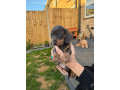 kc-miniature-dachshund-small-0