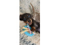kc-miniature-dachshund-small-1