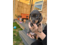kc-miniature-dachshund-small-2