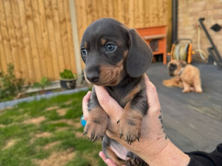 kc-miniature-dachshund