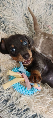 kc-miniature-dachshund-big-1