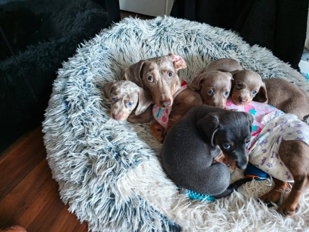 kc-miniature-dachshund-big-3