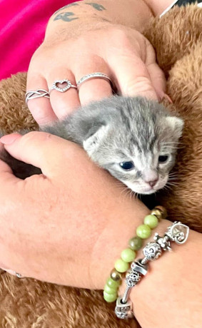 kitten-for-sale-big-1