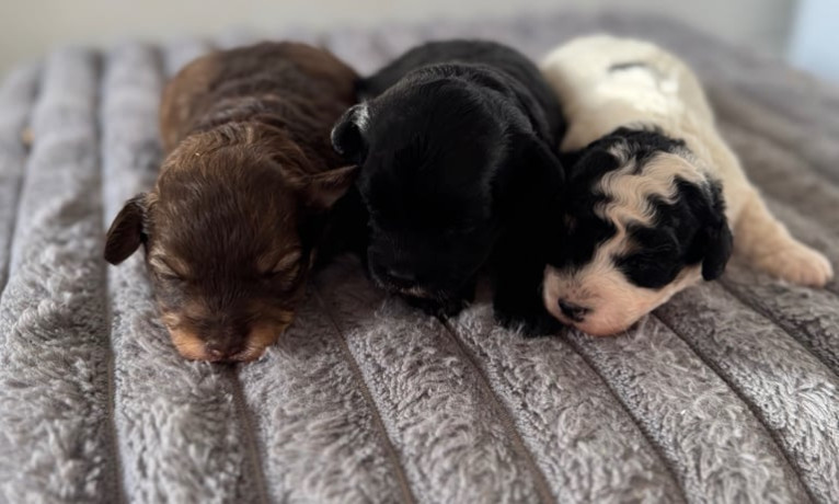 all-sold-3-beautiful-maltipoos-looking-for-their-forever-homes-big-0