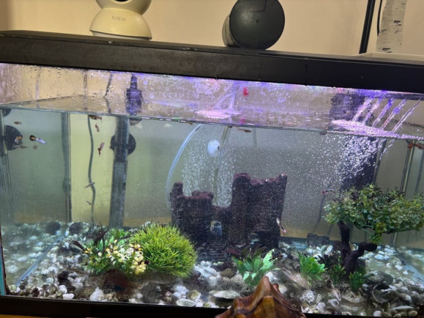 60l-aquarium-with-around-20-fish-guppies-and-all-equipment-collection-only-big-1