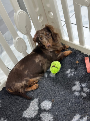 kc-registered-miniature-dachshund-puppies-big-3
