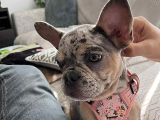 female-merle-french-bulldog