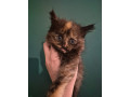 half-mainecoon-kittens-for-sale-small-0