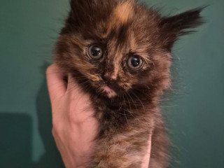 half-mainecoon-kittens-for-sale
