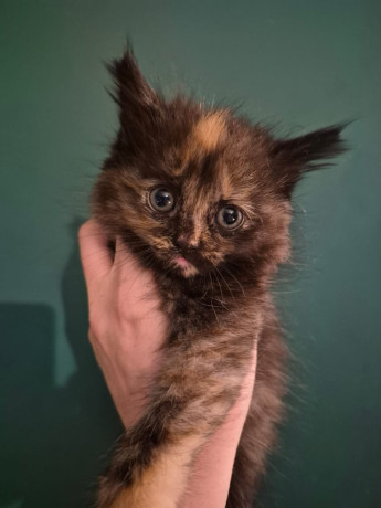 half-mainecoon-kittens-for-sale-big-0
