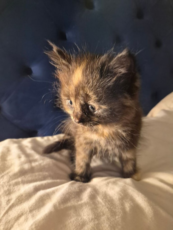 half-mainecoon-kittens-for-sale-big-1