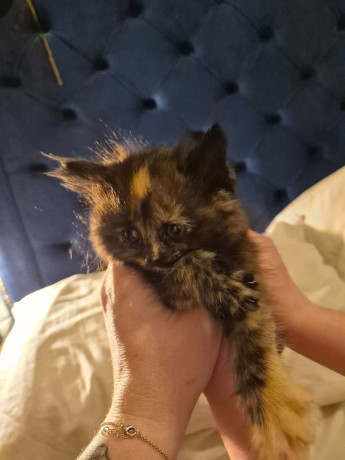 half-mainecoon-kittens-for-sale-big-2
