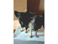 chihuahua-puppies-for-sale-small-1