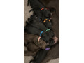 ready-to-leave-cockapoo-puppies-looking-for-their-forever-homes-small-0