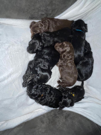 ready-to-leave-cockapoo-puppies-looking-for-their-forever-homes-big-2