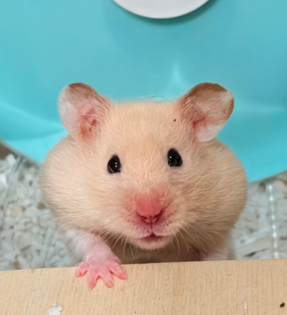 updated-101125-female-syrian-for-adoption-big-0