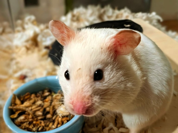 updated-101125-female-syrian-for-adoption-big-1