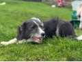bearded-collie-pups-small-1