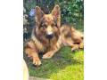 pedigree-german-shepherd-no-papers-small-0