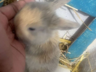 bunnys-ready-to-leave-now