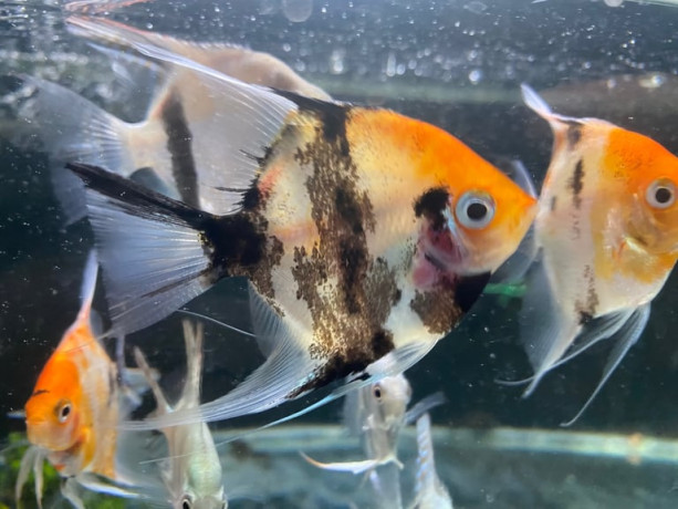 angel-fish-big-0