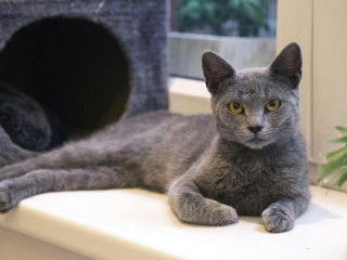 russian-blue-male-1-year-old-ps150