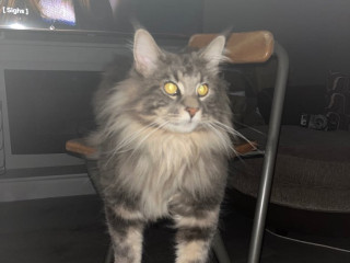 friendly-stripy-grey-male-maine-coon-super-cuddly-boy