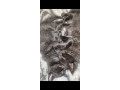 2-x-male-persion-tabby-fluffy-mixed-kittens-i-x-short-haird-ans-1-x-long-haired-ps150-small-3