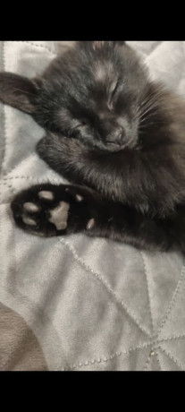 2-x-male-persion-tabby-fluffy-mixed-kittens-i-x-short-haird-ans-1-x-long-haired-ps150-big-0